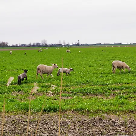 Ankerplatz 54 Grad Nord In Friedrichskoog-spitze Mit Hund Und Kind Ans Wattenmeer